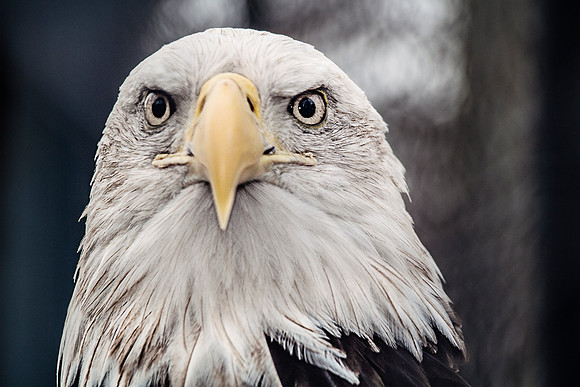 2020 Reelfoot Lake Caged eagle 5046