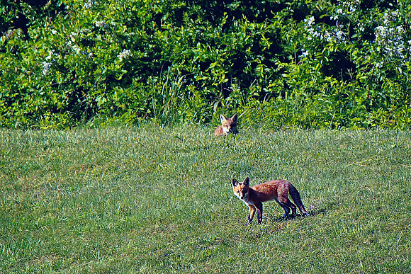 2020 FoxFamily1