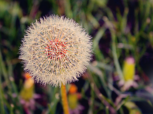 2018 dandelion