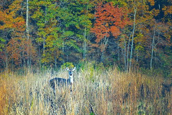 2018 Fall Deer