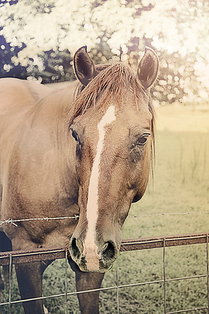 2012 horse1