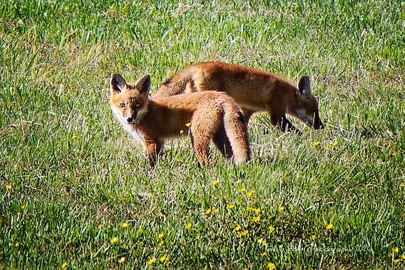 2020 FoxFamily