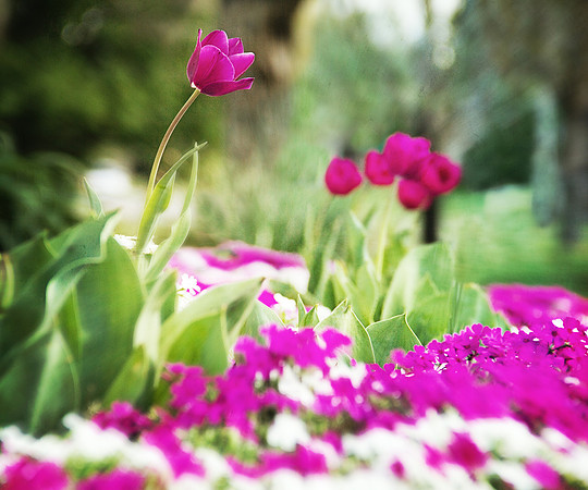 Spring Day
