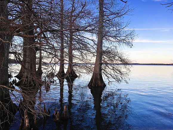 2020 Reelfoot Lake 1346b