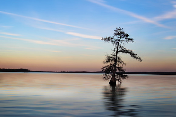 2020 Reelfoot Lake 4904