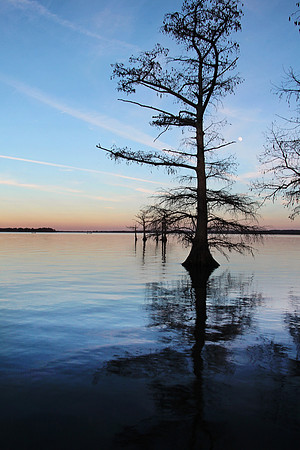 2020 Reelfoot Lake 4914