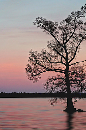 2020 Reelfoot Lake 4966