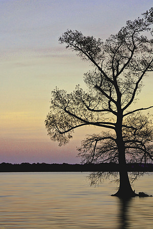 2020 Reelfoot Lake 4966b