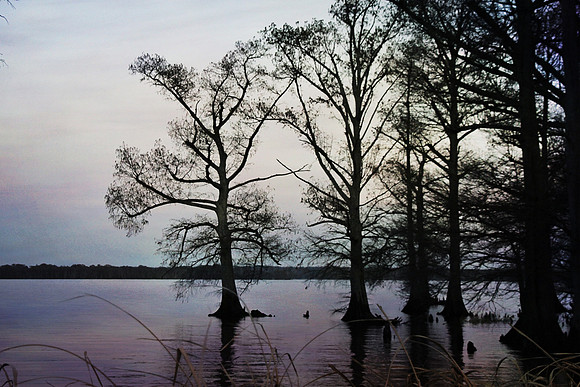 2020 Reelfoot Lake 4979