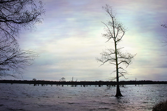 2020 Reelfoot Lake 5006