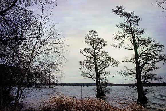 2020 Reelfoot Lake 5007