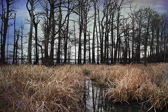 2020 Reelfoot Lake 5051