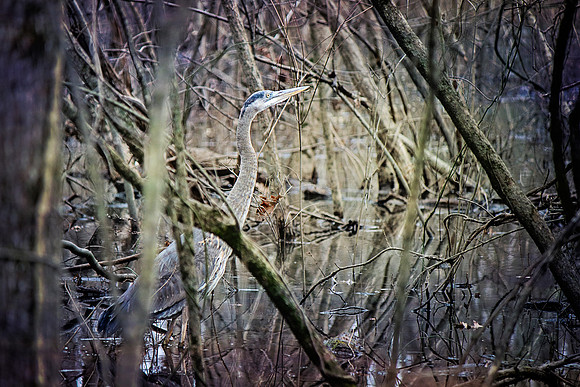 2020 Reelfoot Lake Blue Heron1 5019