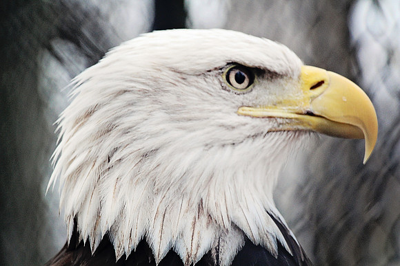 2020 Reelfoot Lake Caged eagle2 5044