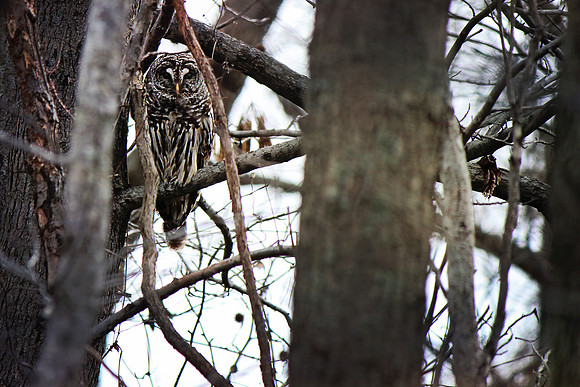 2020 Reelfoot Lake Owl 5000