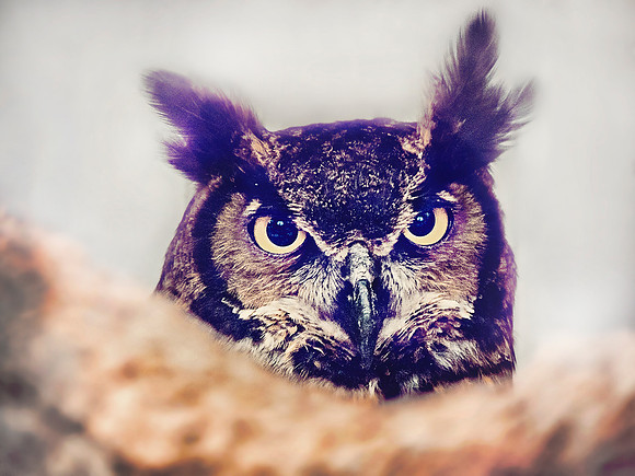 202 Reelfoot Lake owl closeup