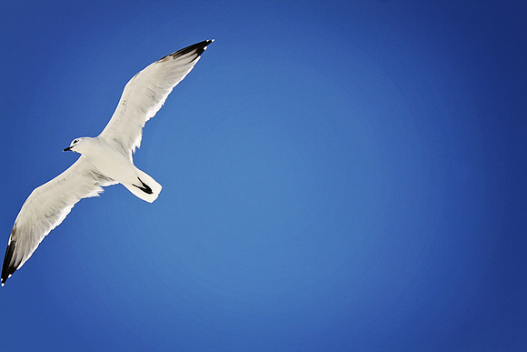 gull5649