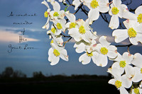 dogwood saying