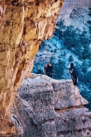 2020 Grand Canyon condors IMG_5752