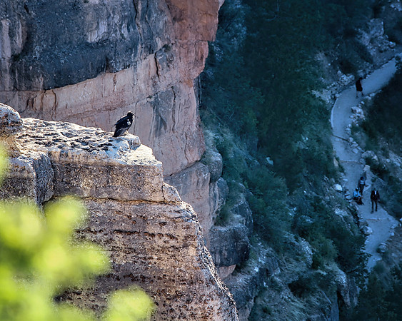 IMG_5735 condor