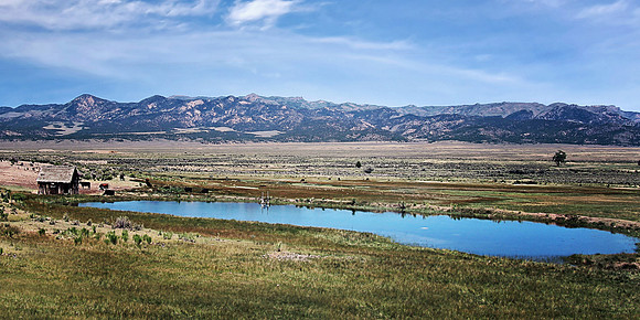 2020 Utah cattle 5904