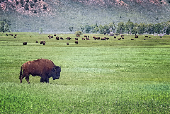 IMG_6144 buffalo