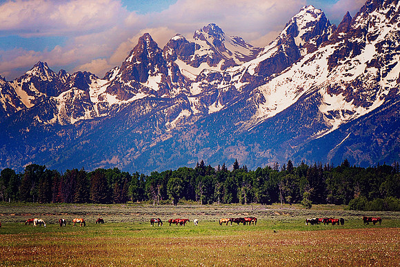 IMG_6304 horses