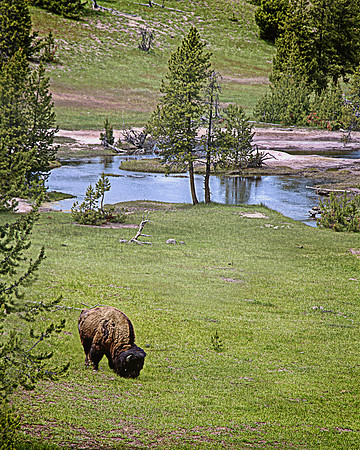 2020 Buffalo2 6339