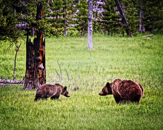 2020 Grizzly bears 16x20