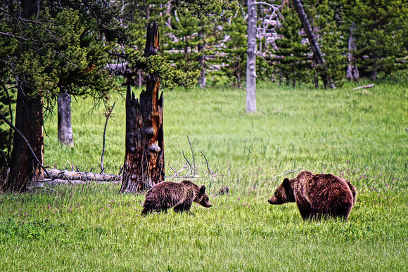 2020 Grizzly bears6415