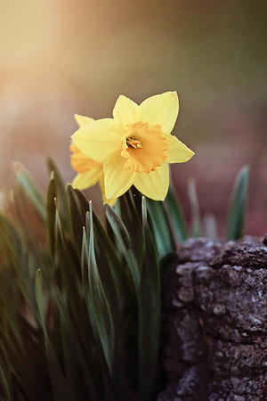 Springtime Surprise