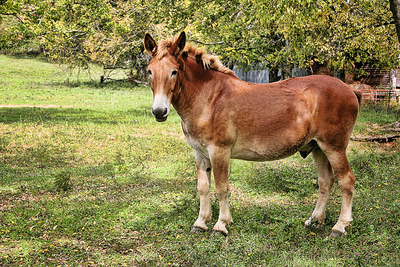 mule2