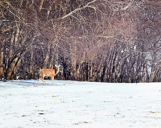 2021 Snow Deer 9825