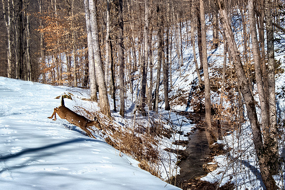 2021 Snow deer 9885