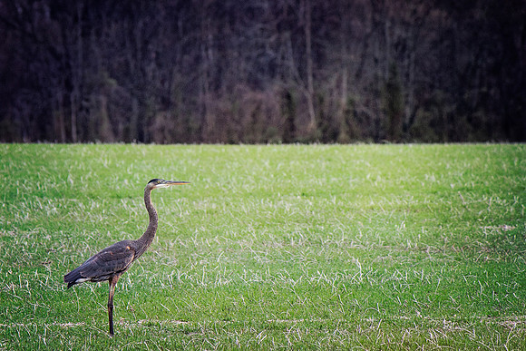 2020 Reelfoot Lake Blue Heron3 5010