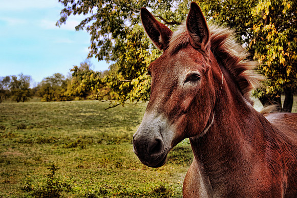 mule3747