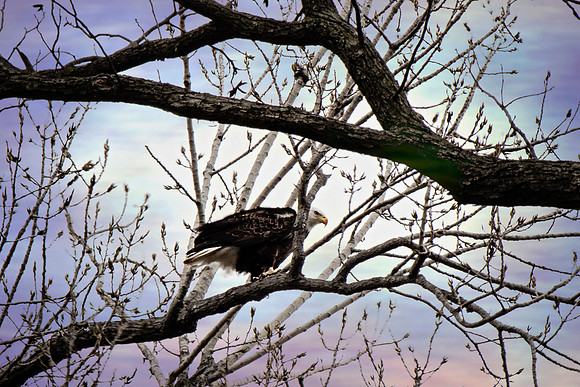 2020 Reelfoot Lake eagle2 5064