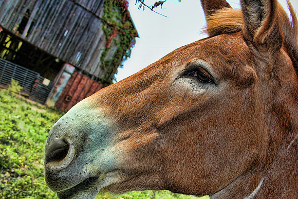 mule3