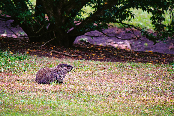 2020 groundhog