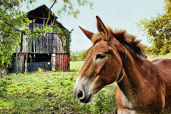 mule1