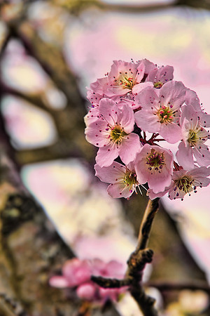 Spring Blossom