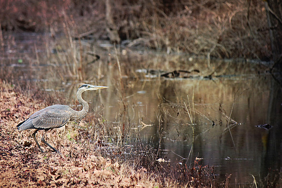 2020 Reelfoot Lake Blue Heron2 5015
