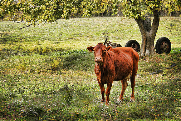 cow1