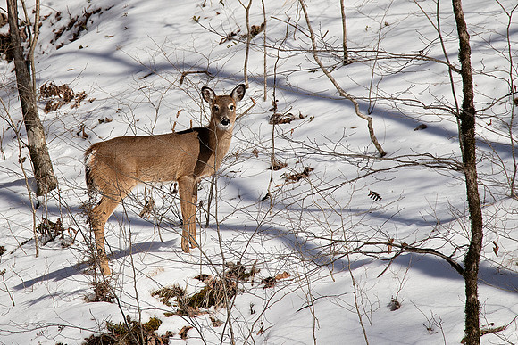 2021 Snow deer 9894