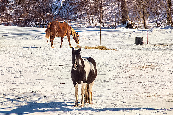 2021 Snow horses 9904